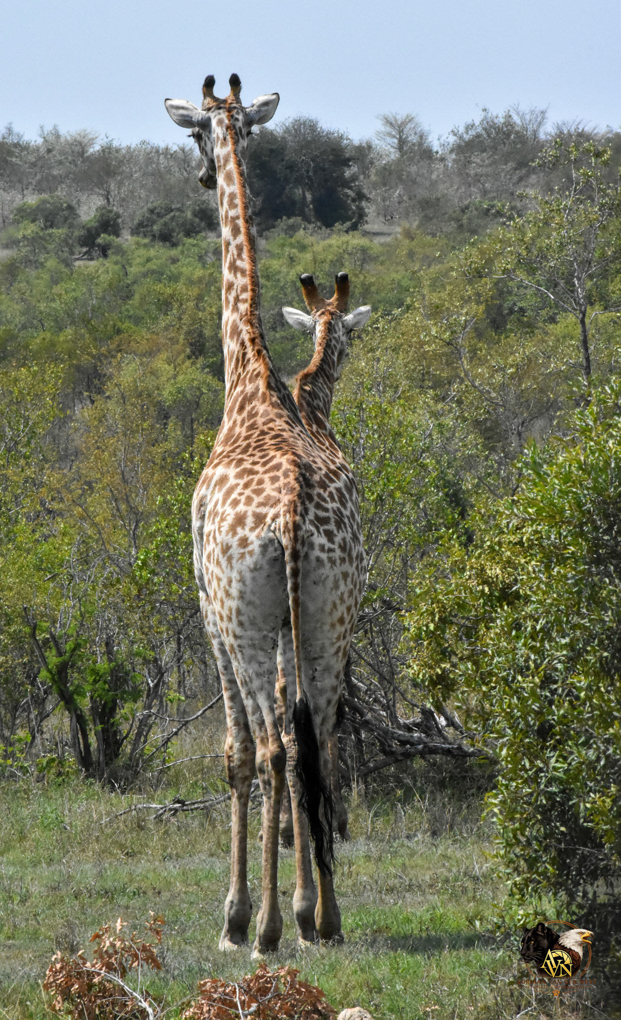 Giraffe