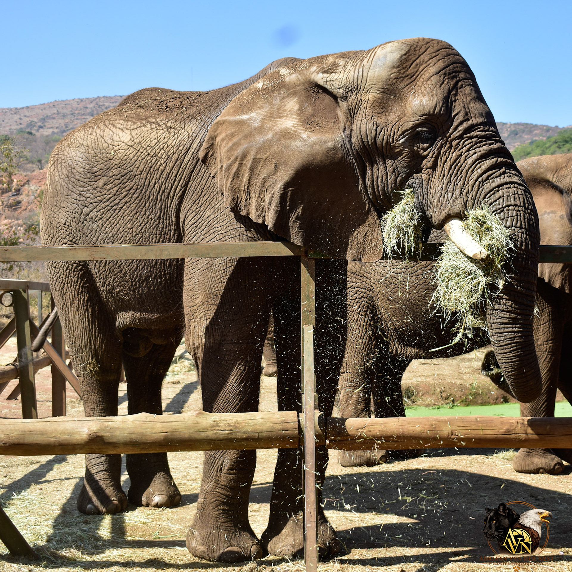 Elephant/Olifant