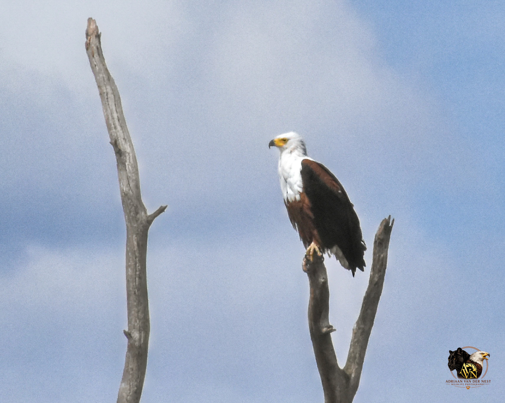 African Fish Eagle/Visarend