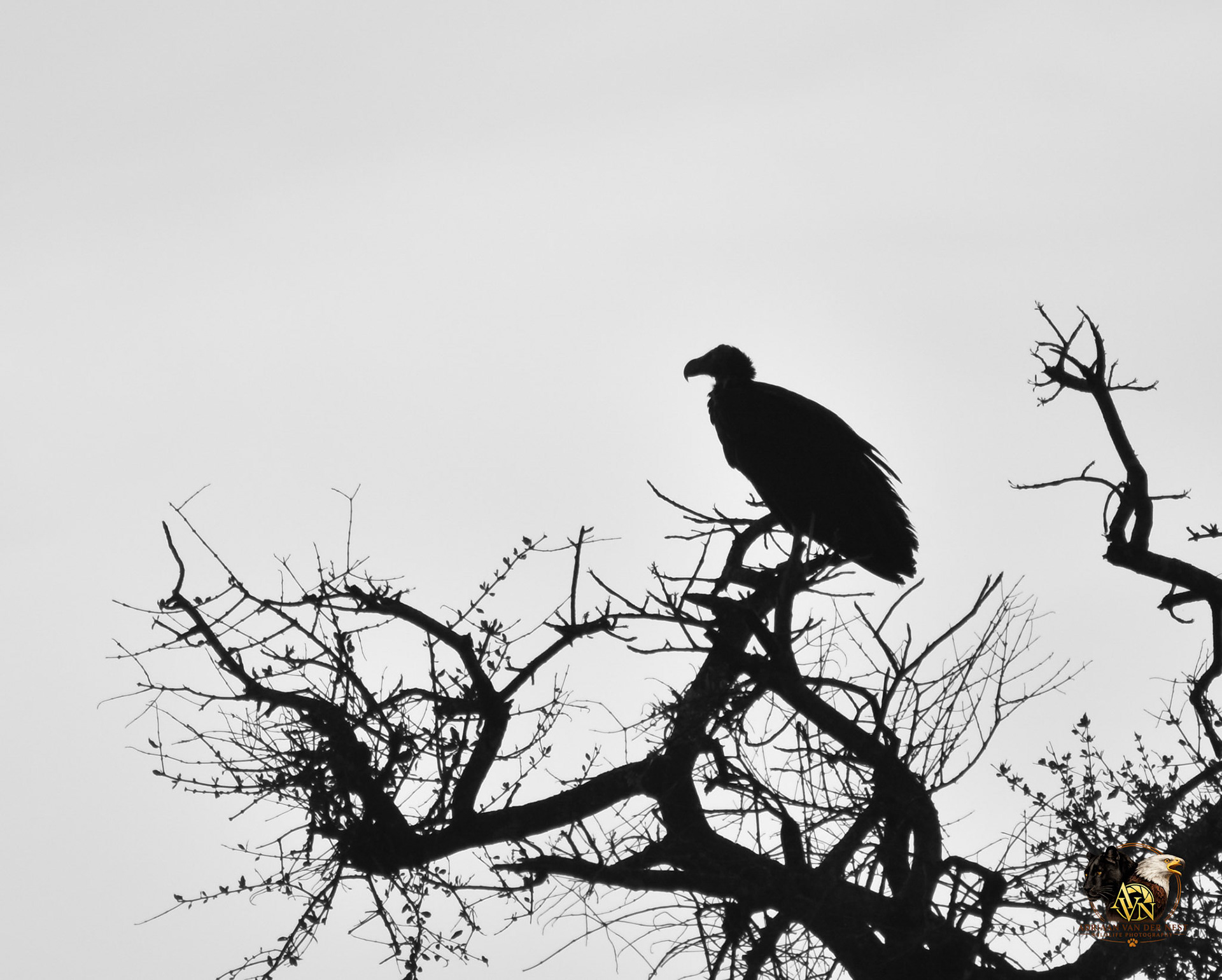 Vulture