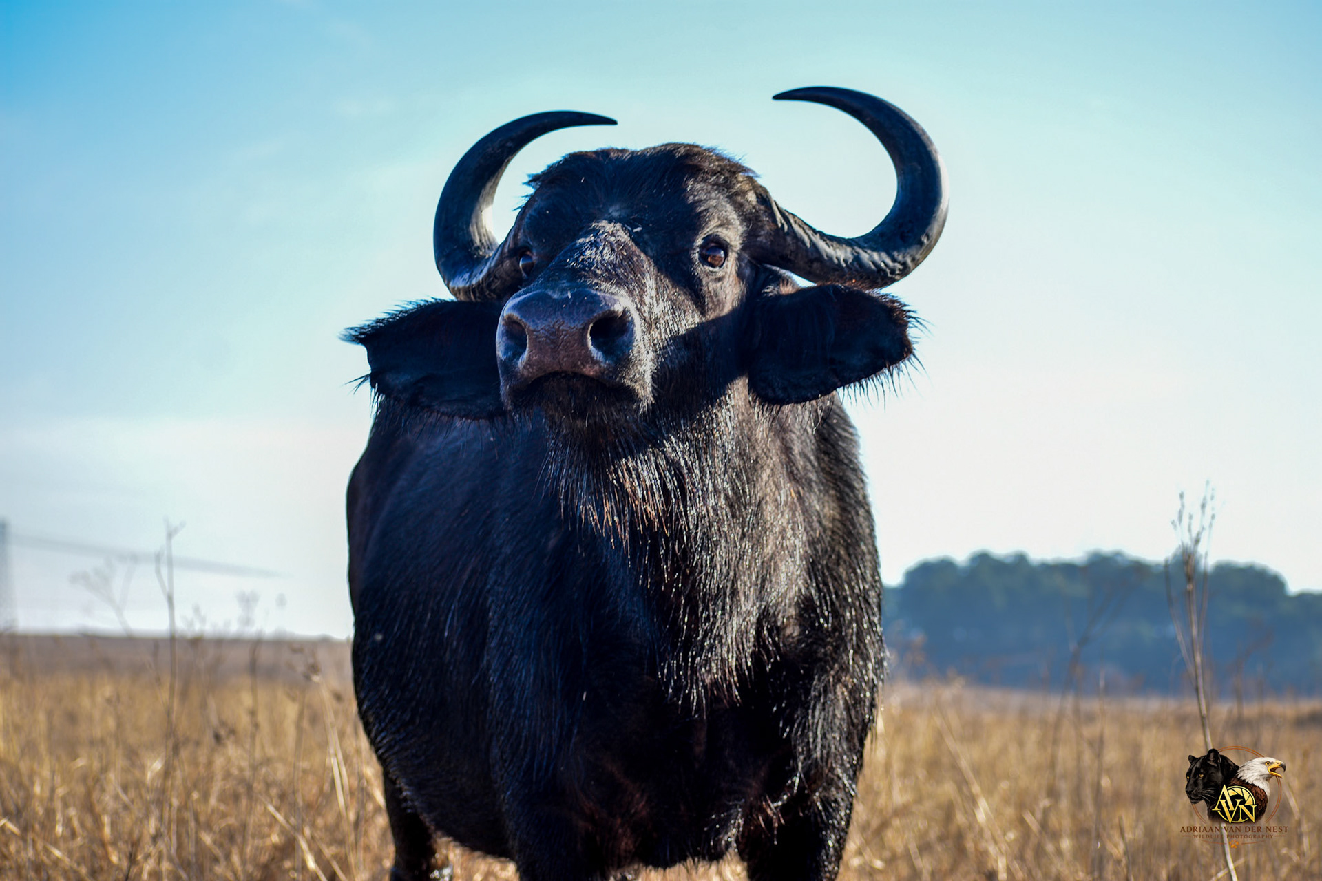 Cape Buffalo/Kaapse Buffel