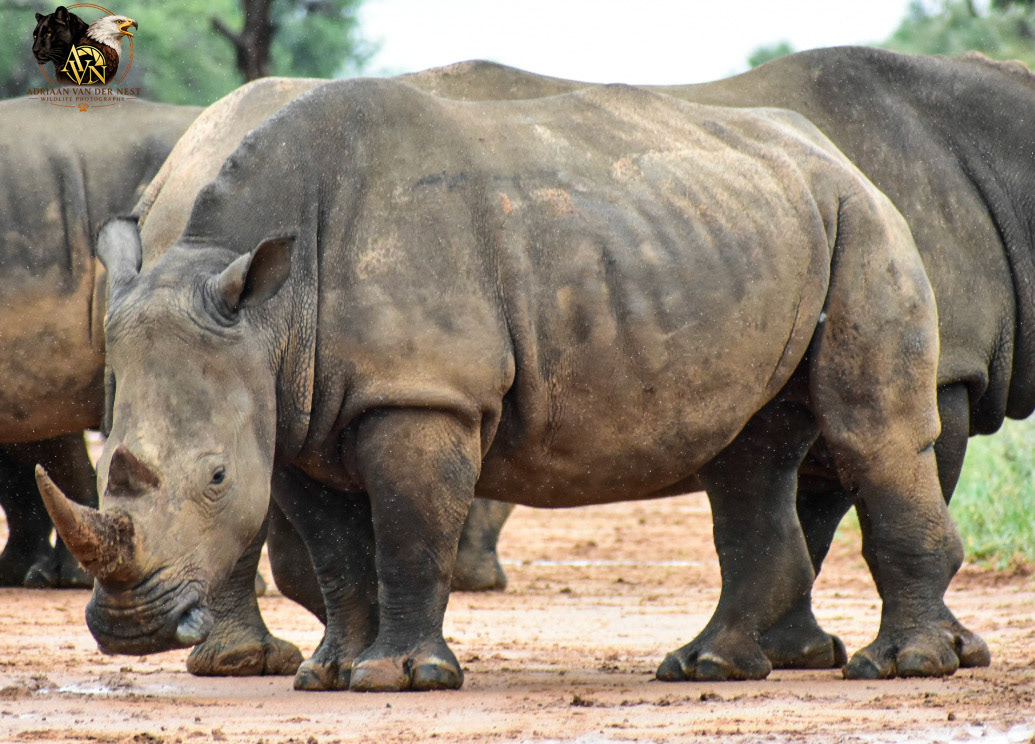 White Rhinoceros/Wit Renoster
