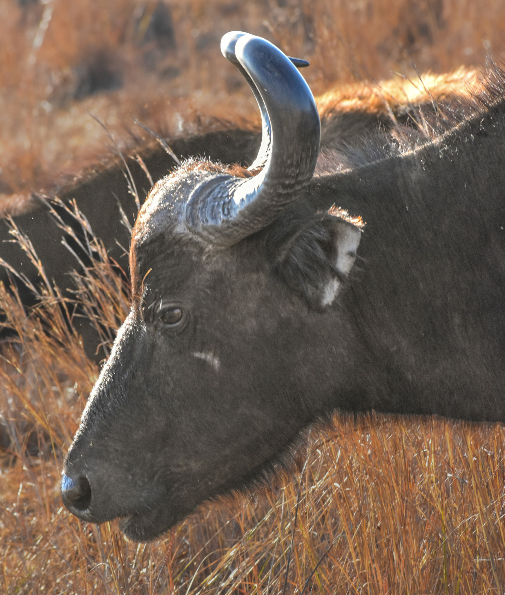Cape Buffalo/Kaapse Buffel