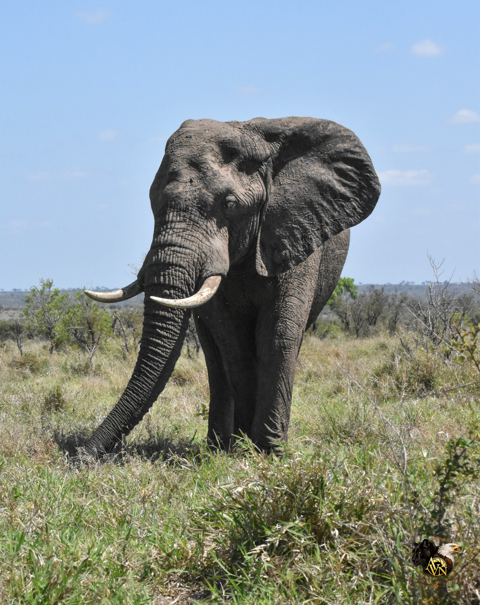 Elephant