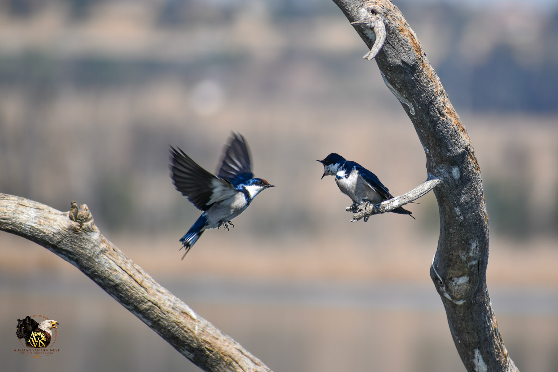 White throated Swallow
