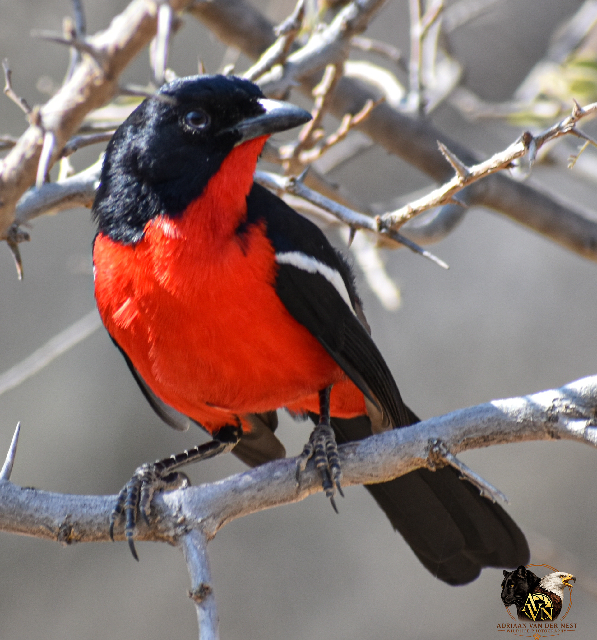 Crimson-breasted Shrike/Rooibors Laksman