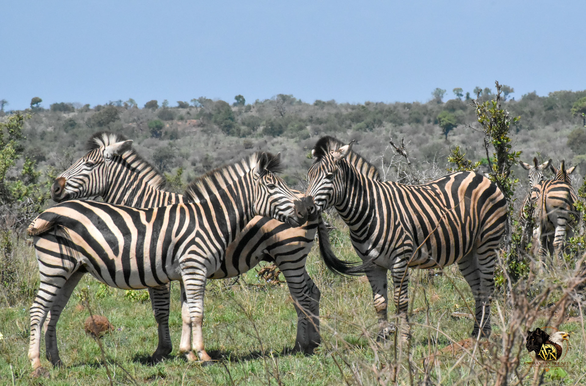 Zebra