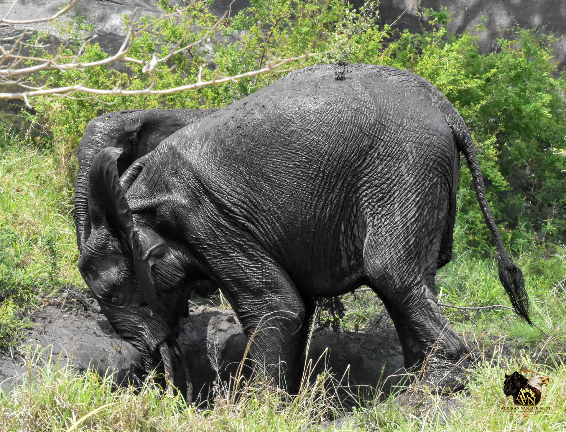 Elephant