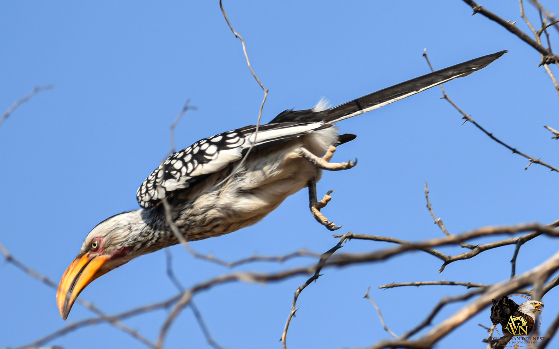 Southern Yellow billed Hornbill/Geelbekneushoringvoël
