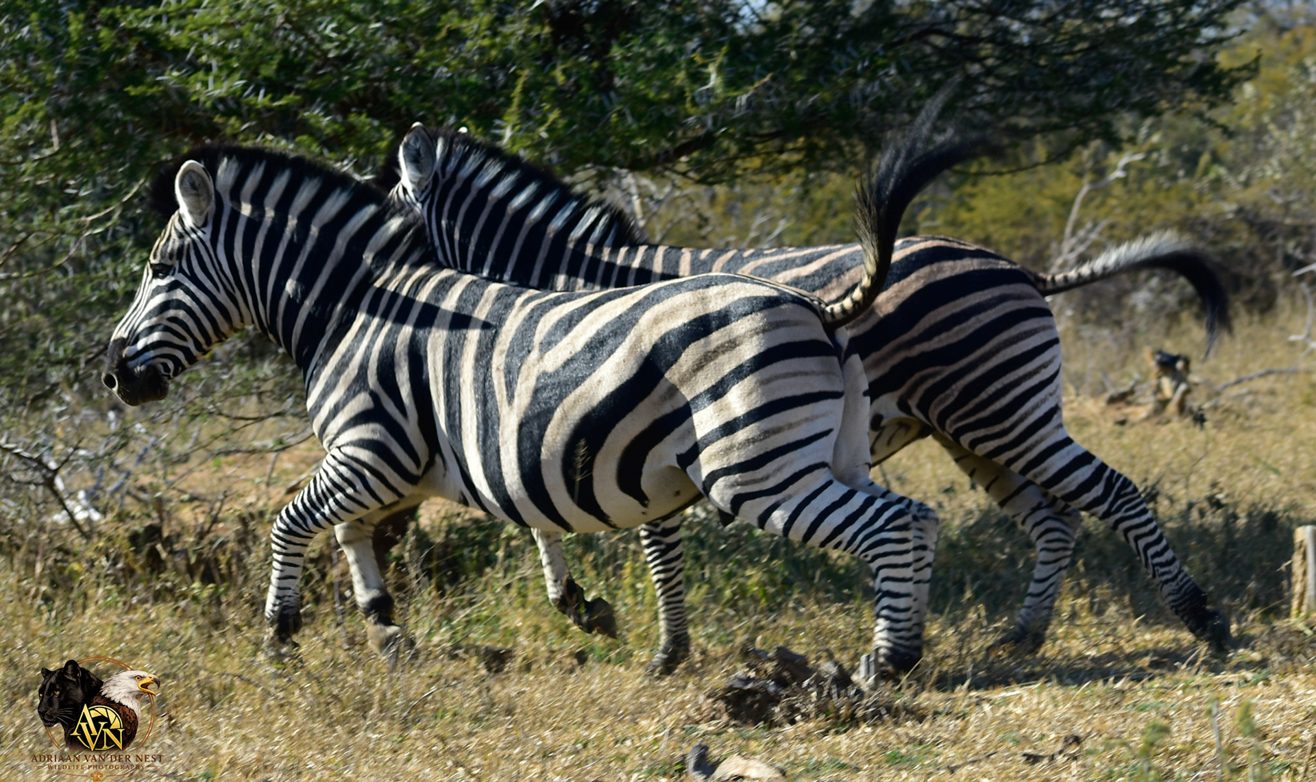 Zebra