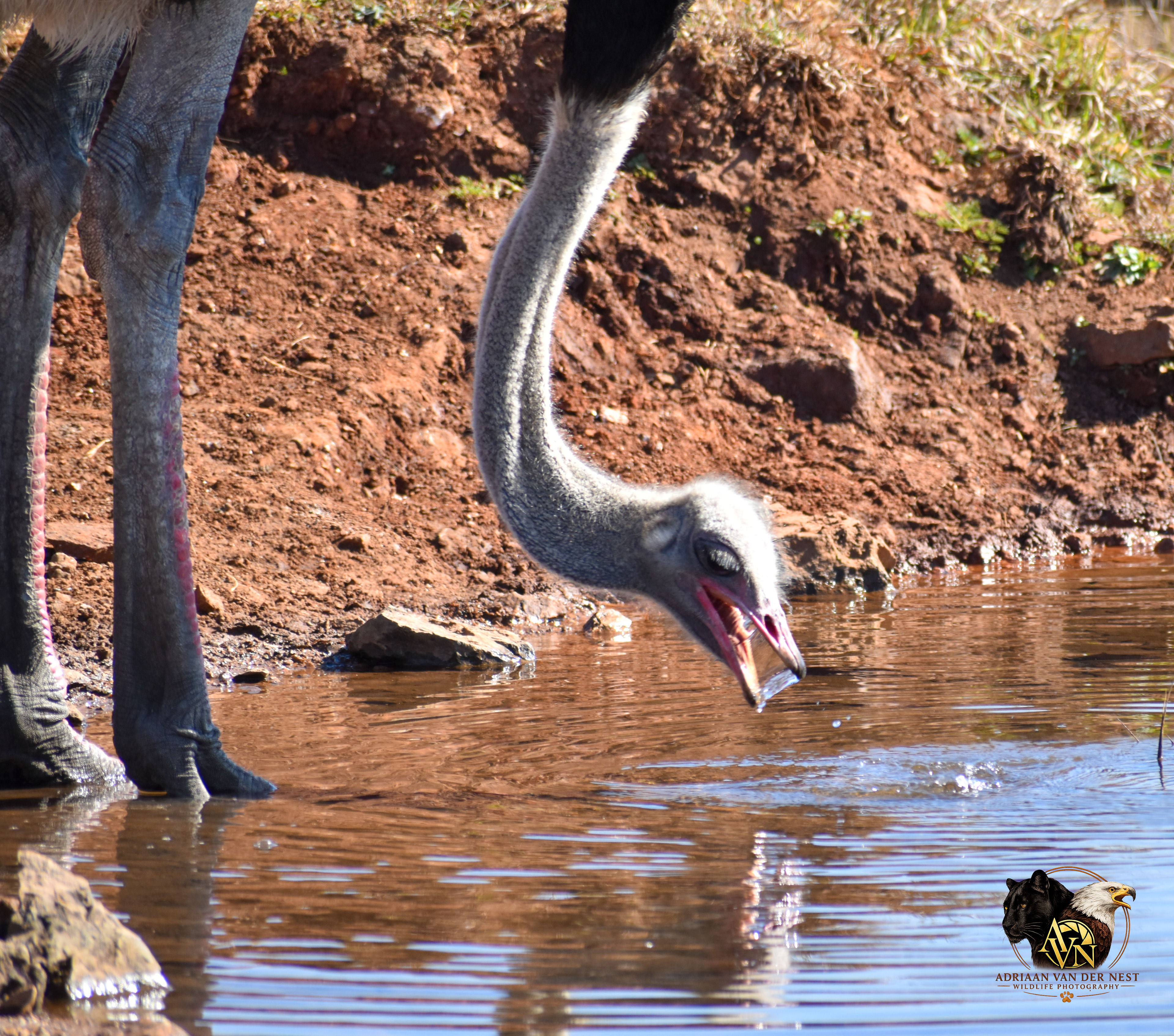 Ostrich/Volstruis