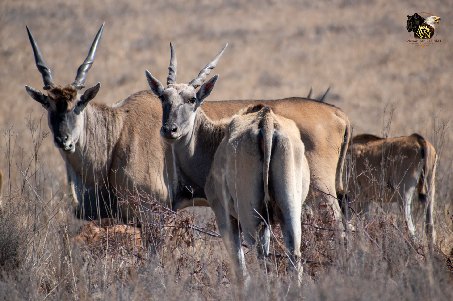 Eland