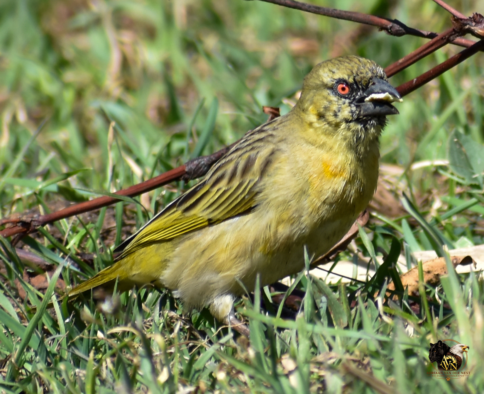 Southern Masked Weaver/Swartkeel Geelvink