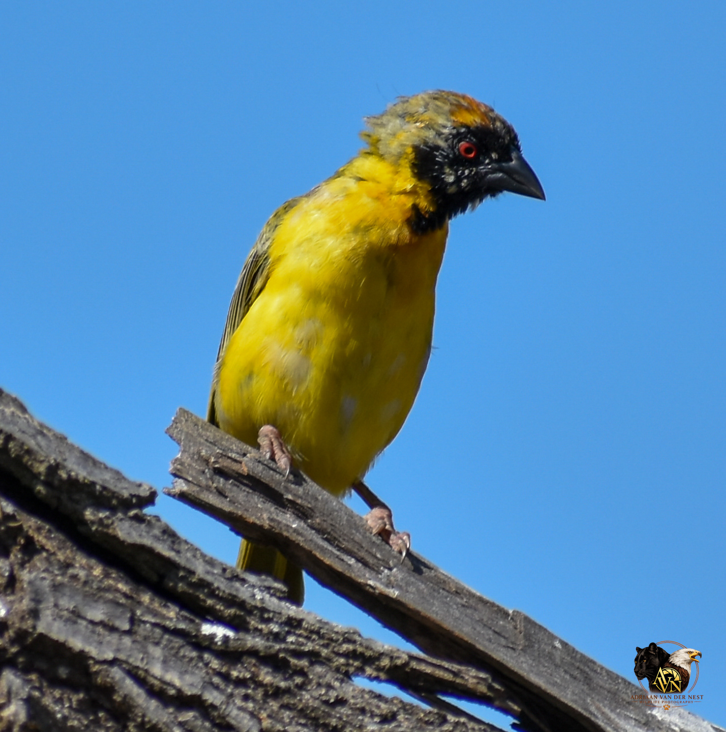 Southern Masked Weaver/Swartkeel Geelvink