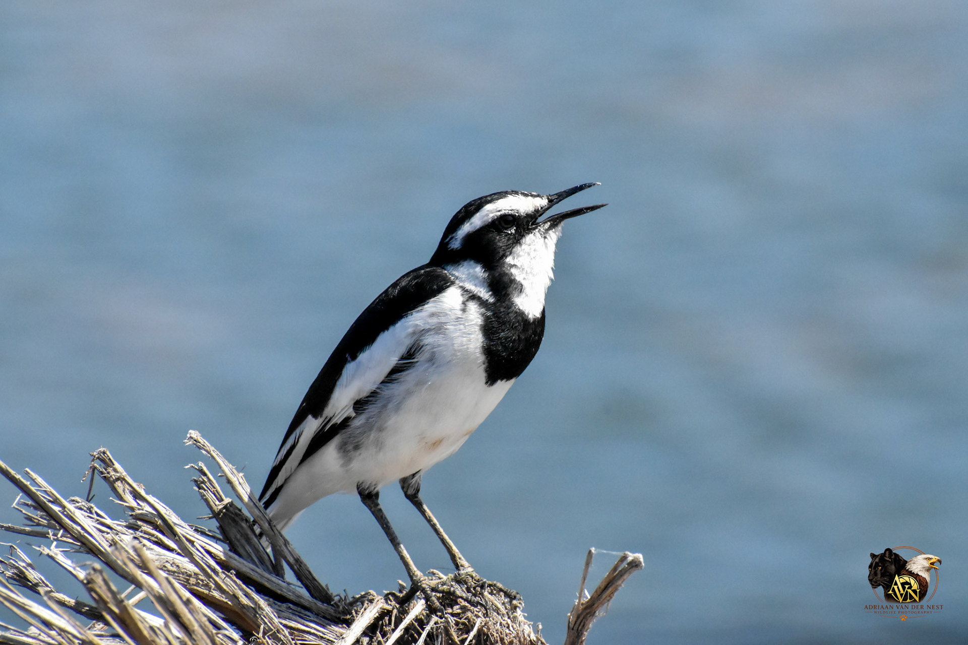 African Pied Wagtail