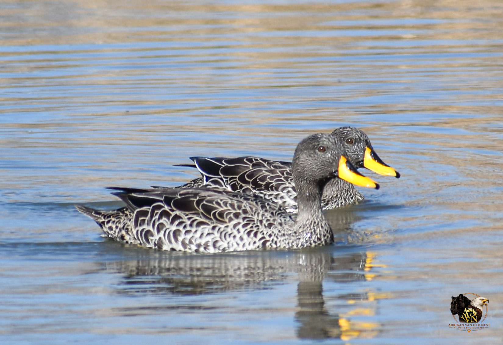 Yellow billed Duck/Geelbek Eend