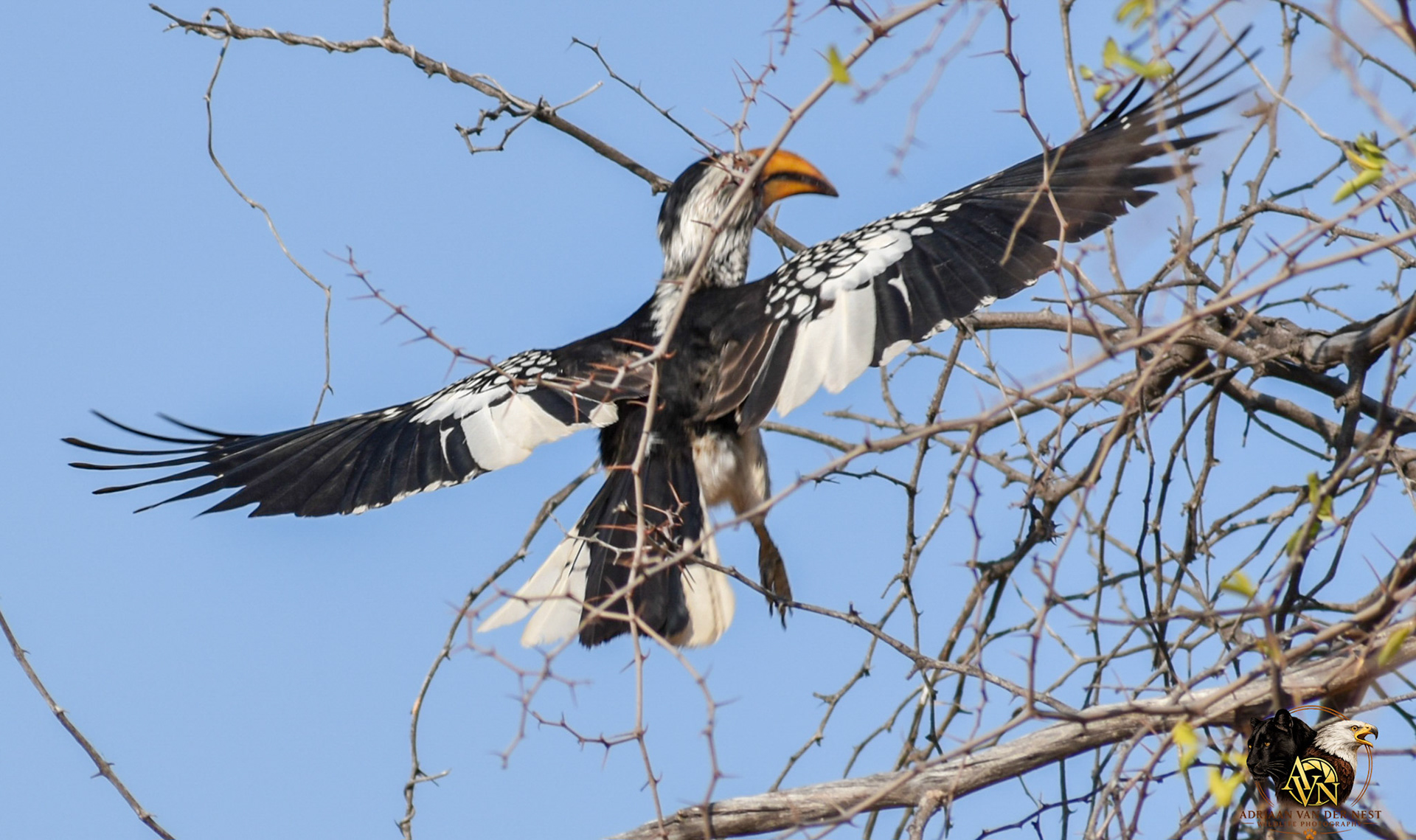 Southern Yellow billed Hornbill/Geelbekneushoringvoël