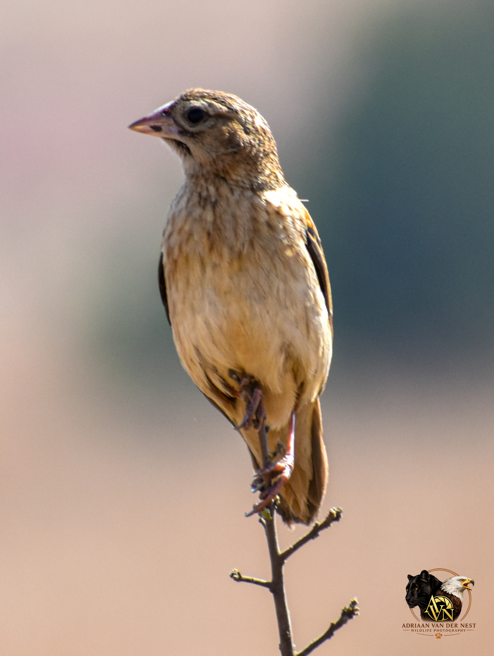Marico Flycatcher/Marico vleevanger
