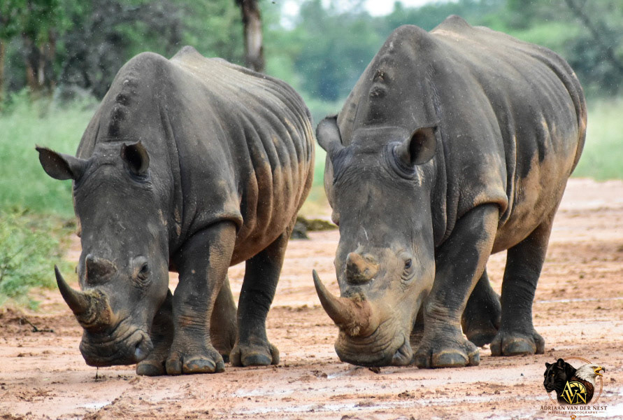White Rhinoceros/Wit Renoster