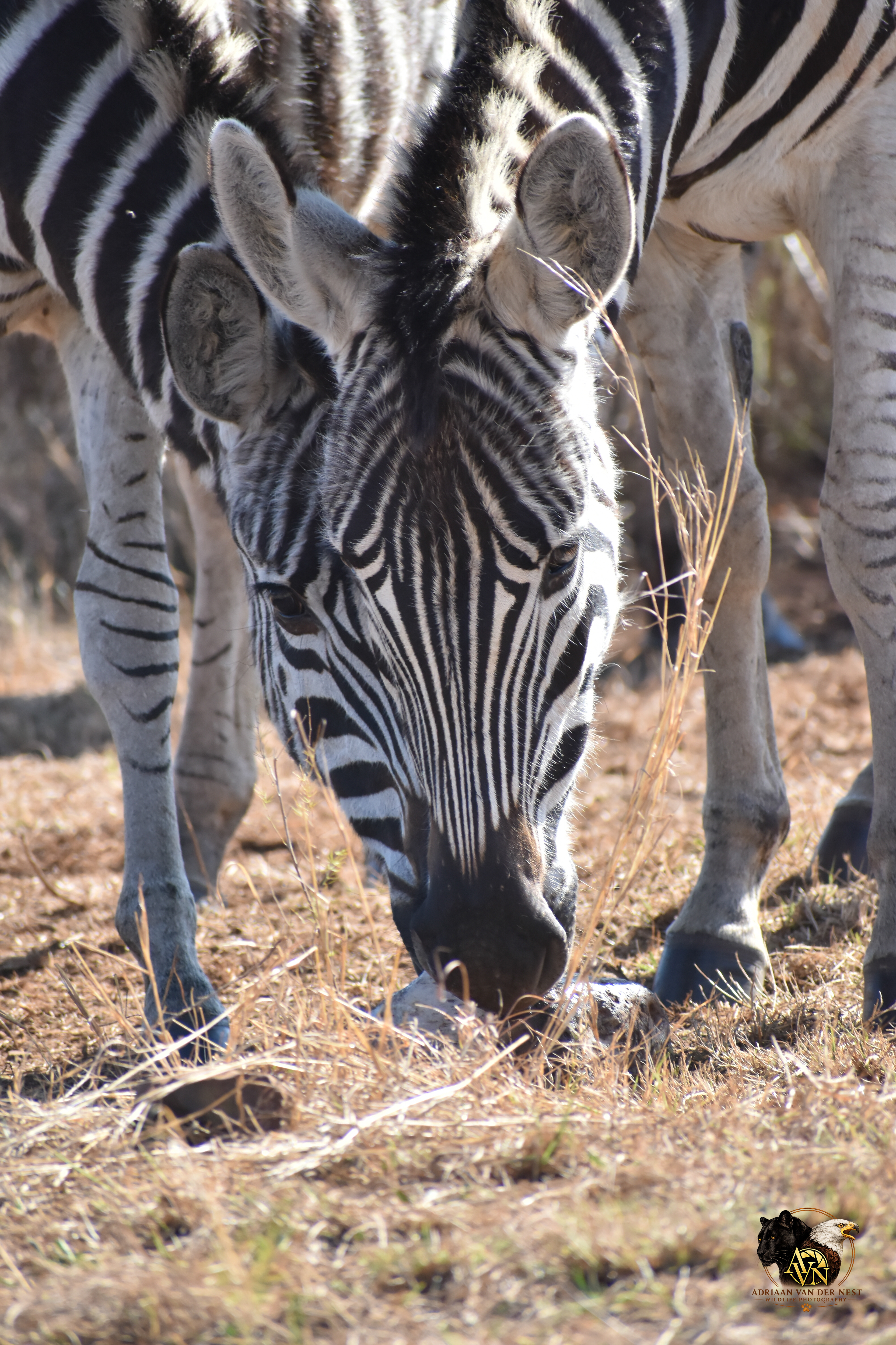 Zebra