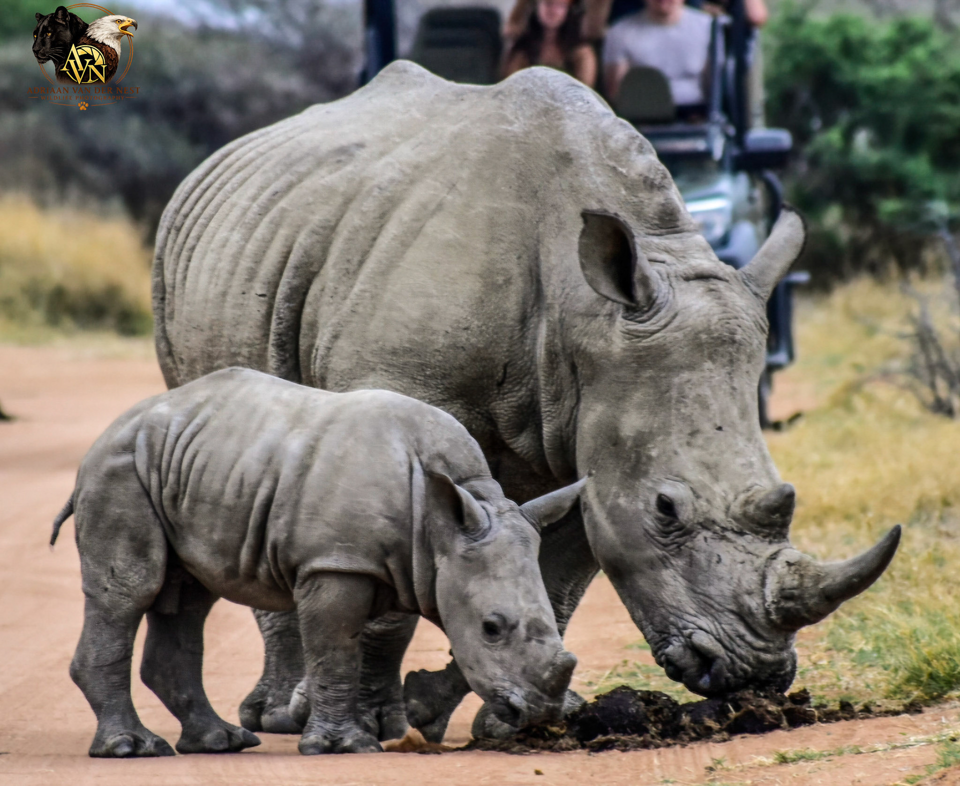 White Rhinoceros/Wit Renoster