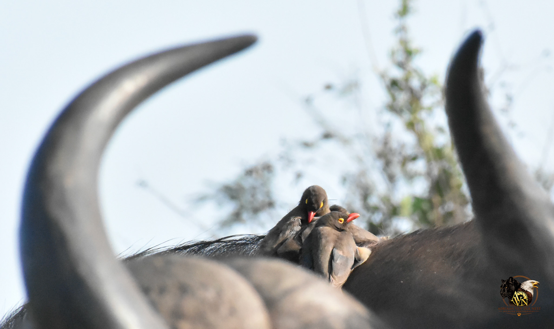 Oxpecker