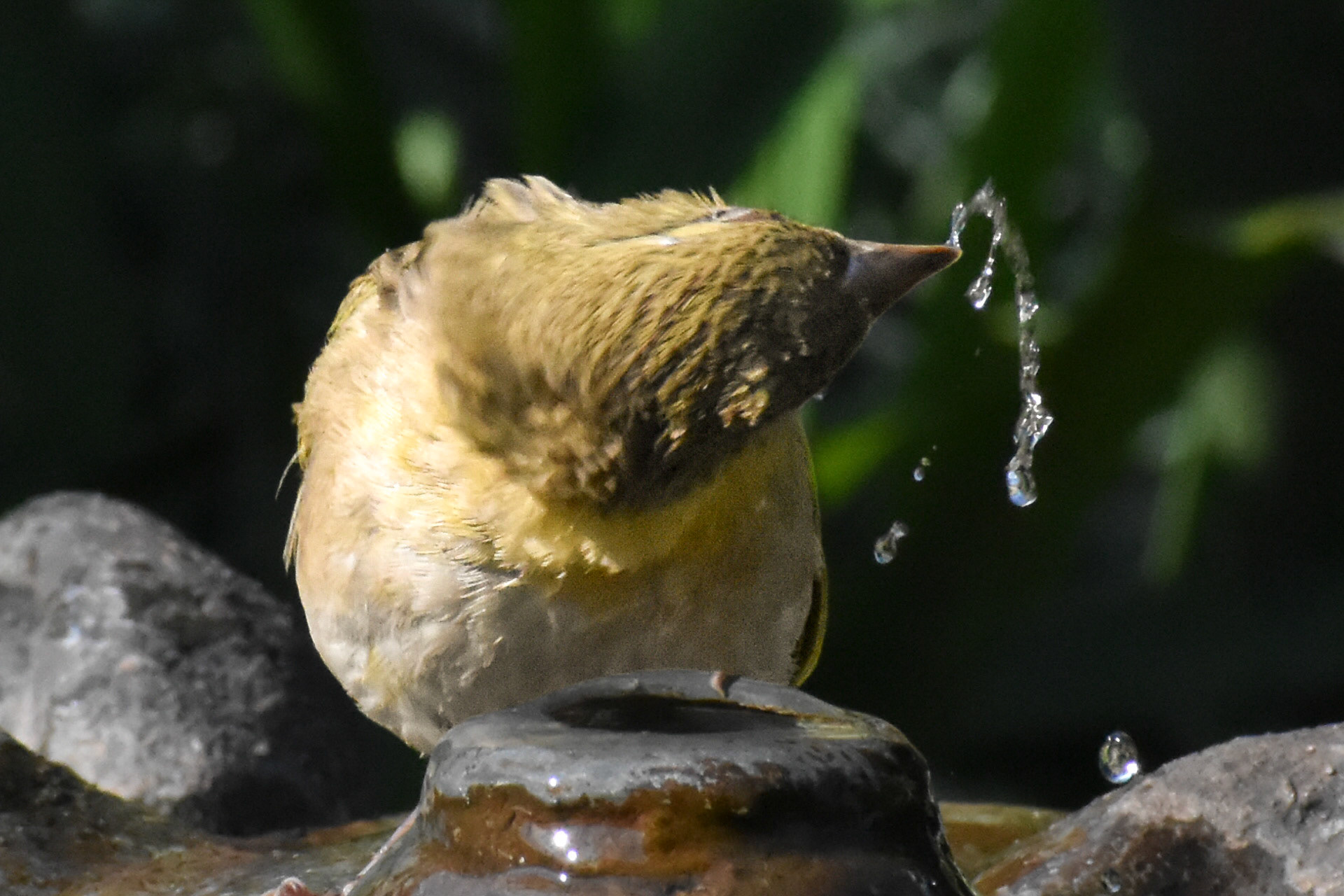 Southern Masked Weaver/Swartkeel Geelvink