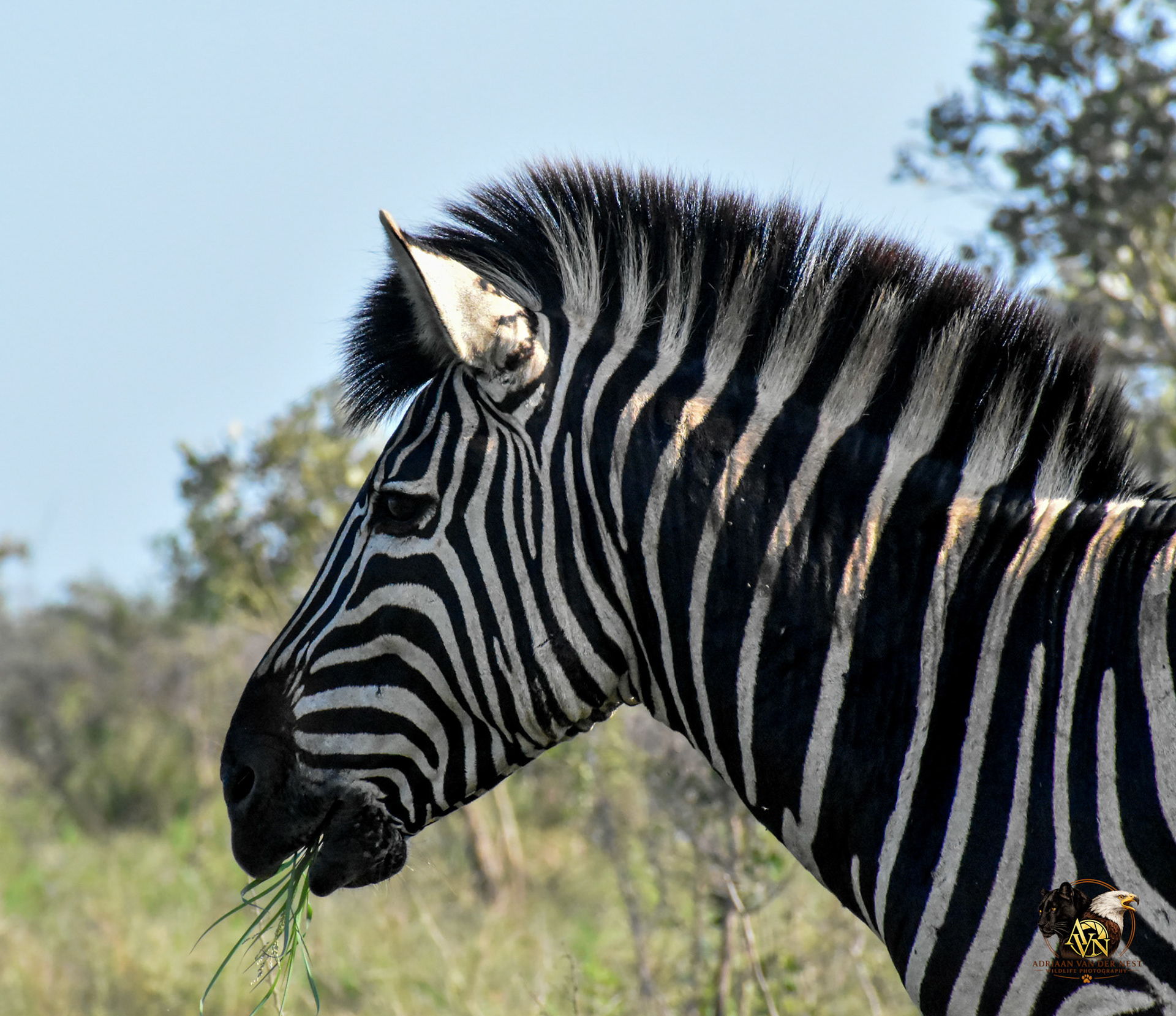 Zebra
