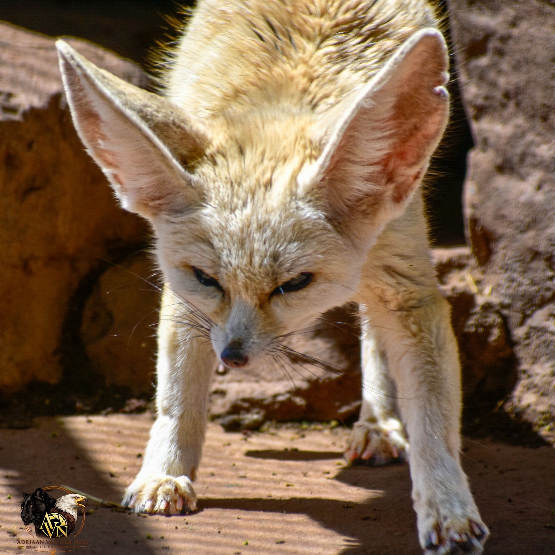 Fennex Fox/Woestyn Vos