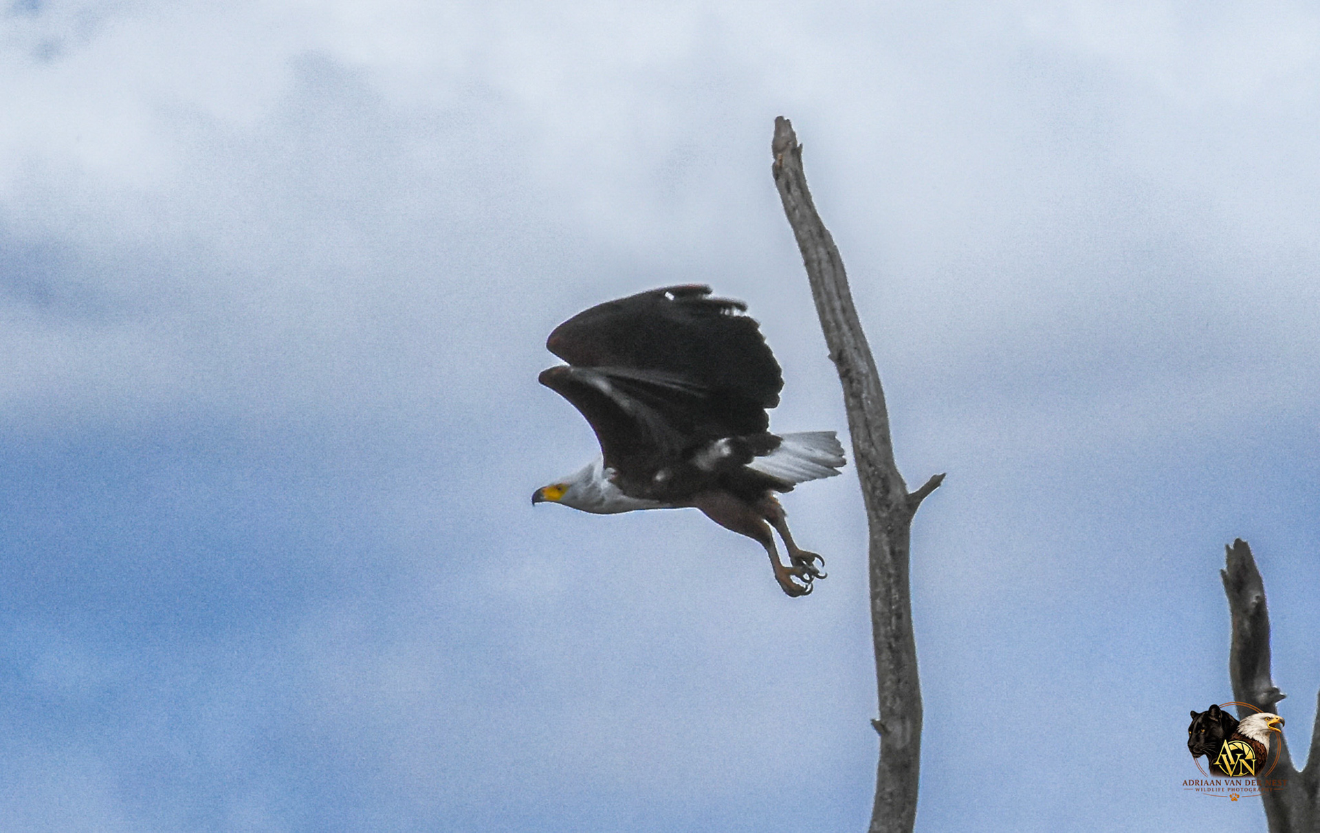 African Fish Eagle/Afrika Vis Arend