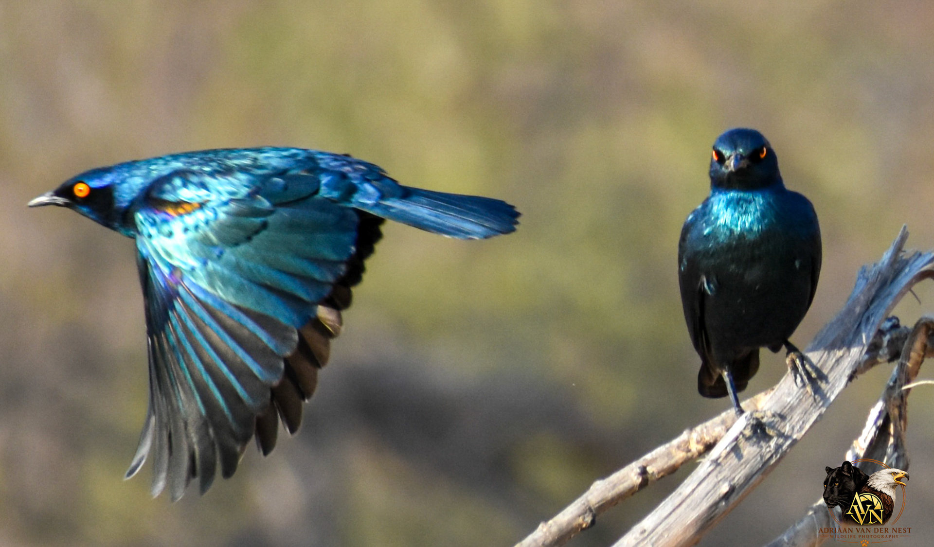 Burchell's Starling/Grootglansspreeu