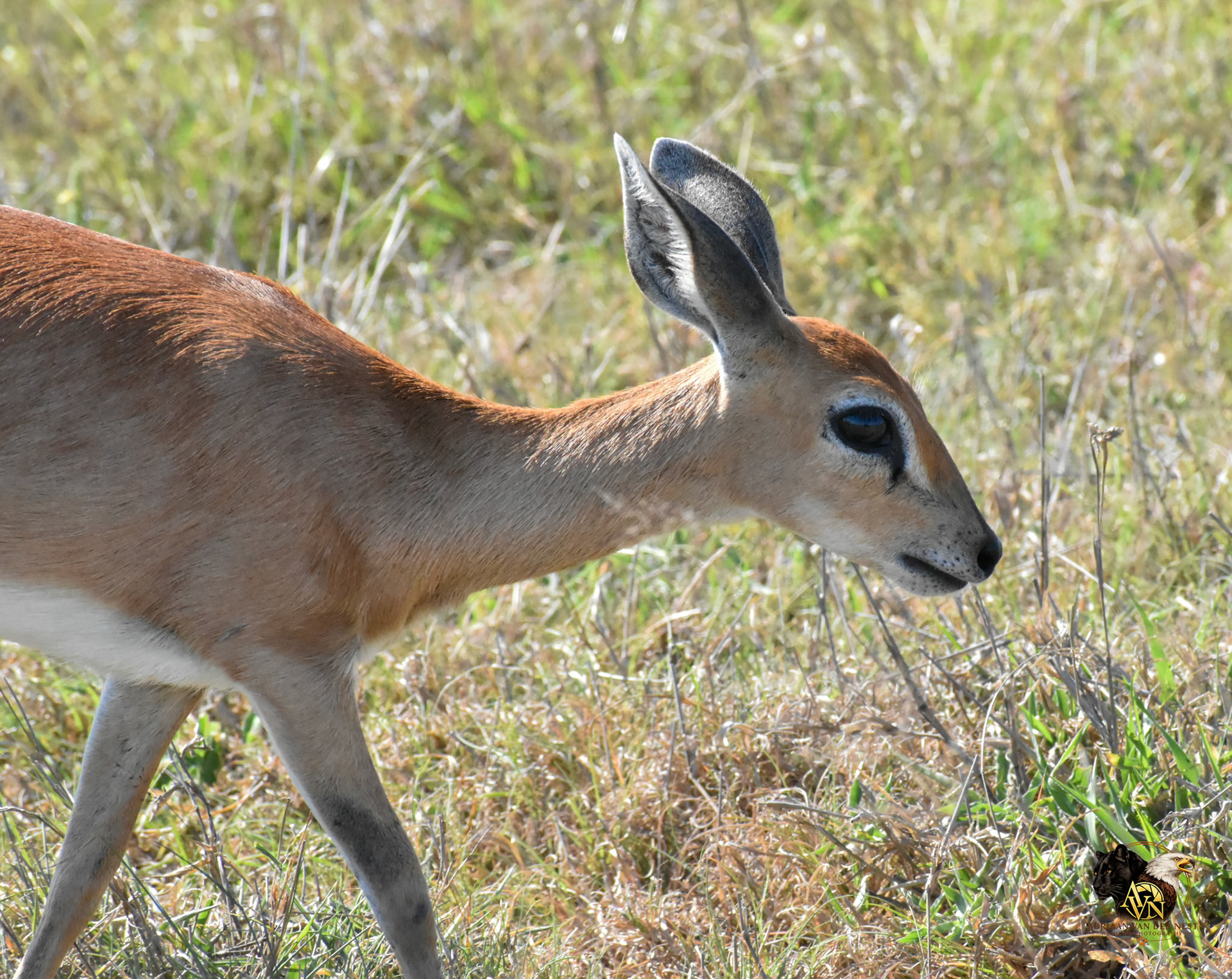 Steenbok