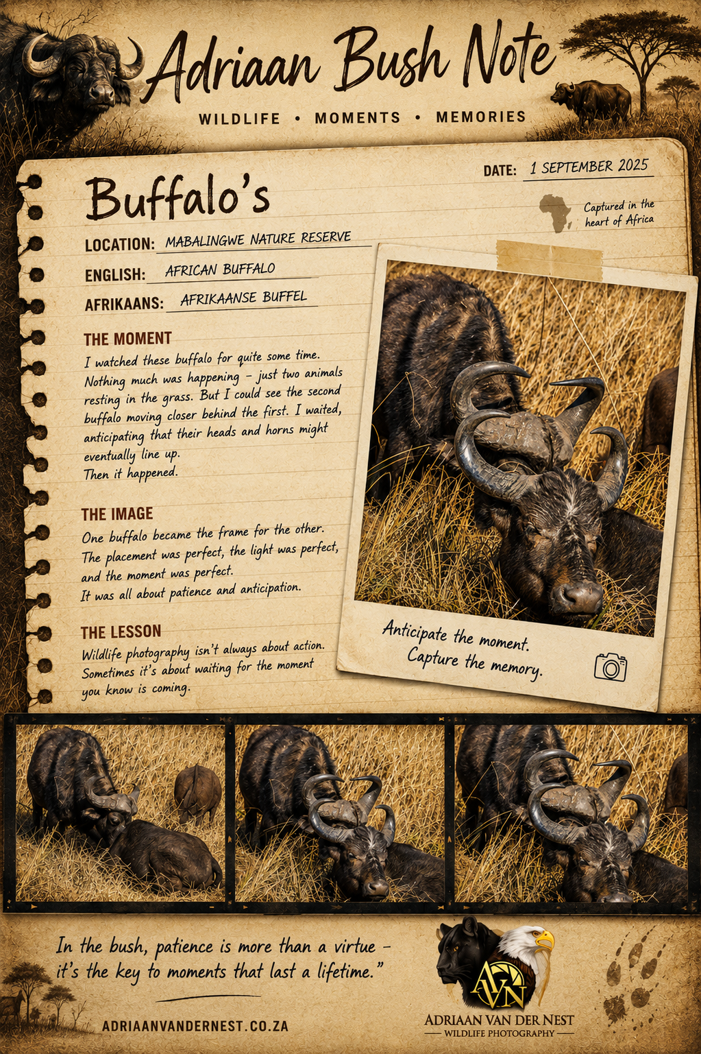 Double horn Buffalo