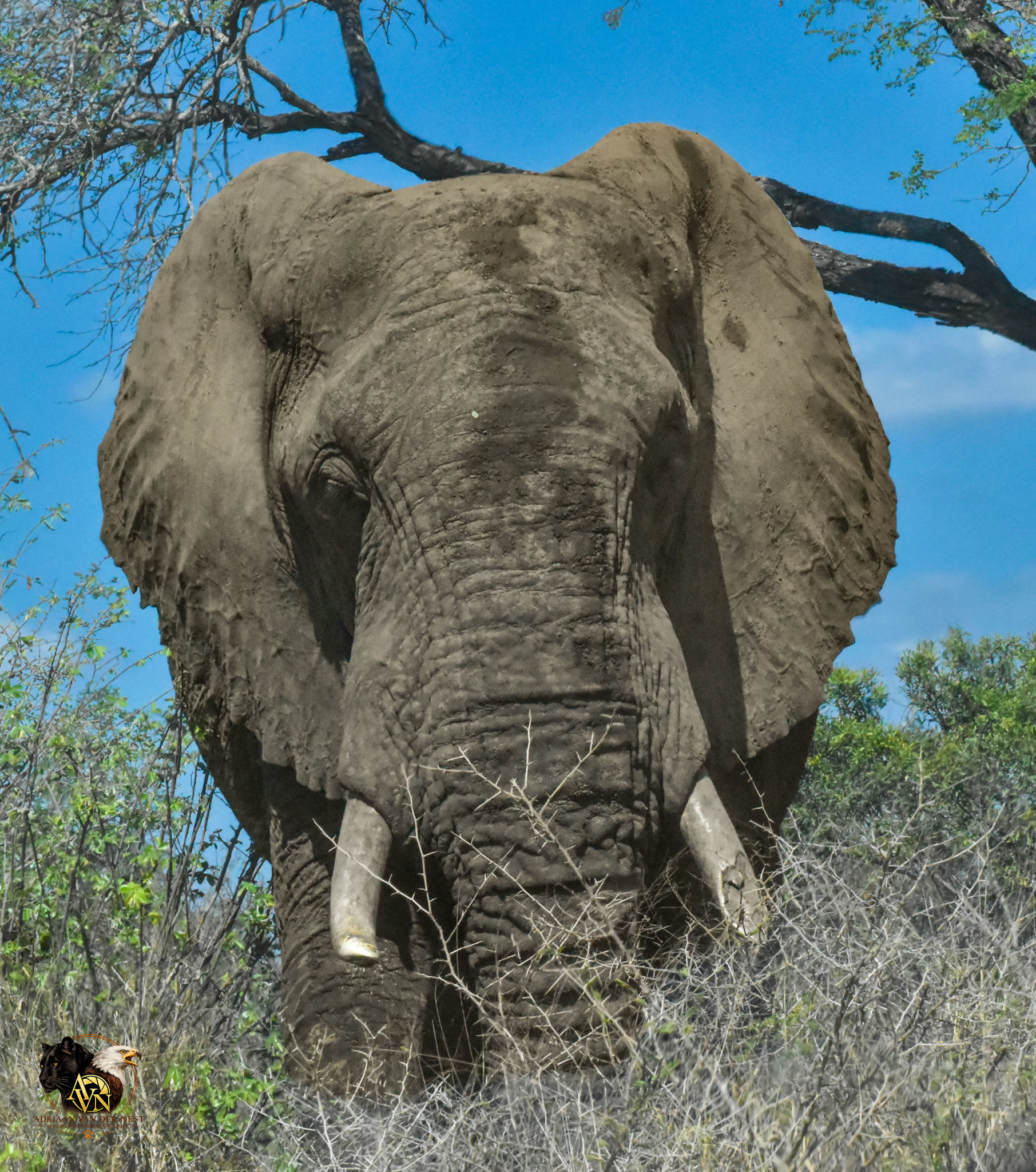 Elephant