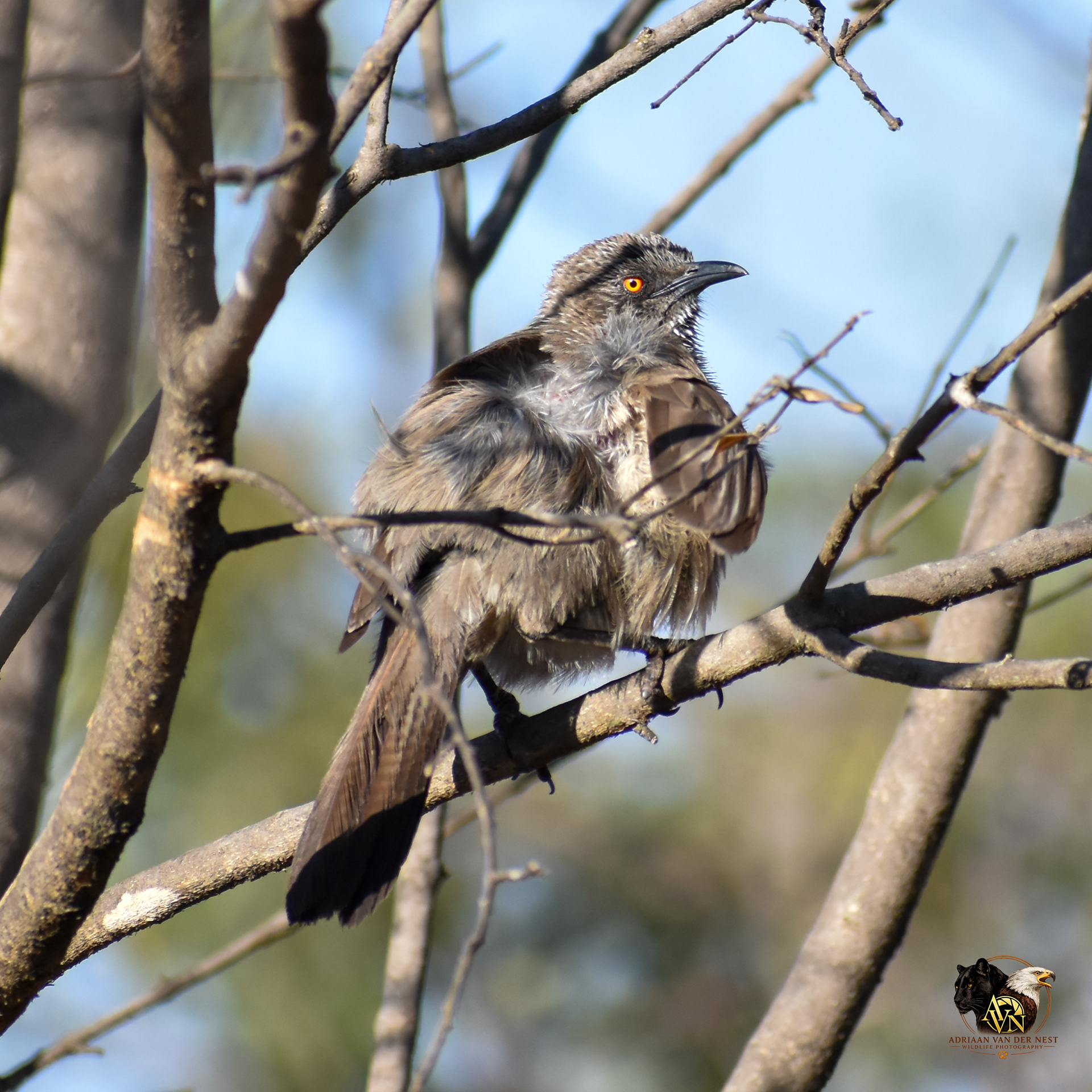 Arrow marked babbler/pylvlekkatlagter