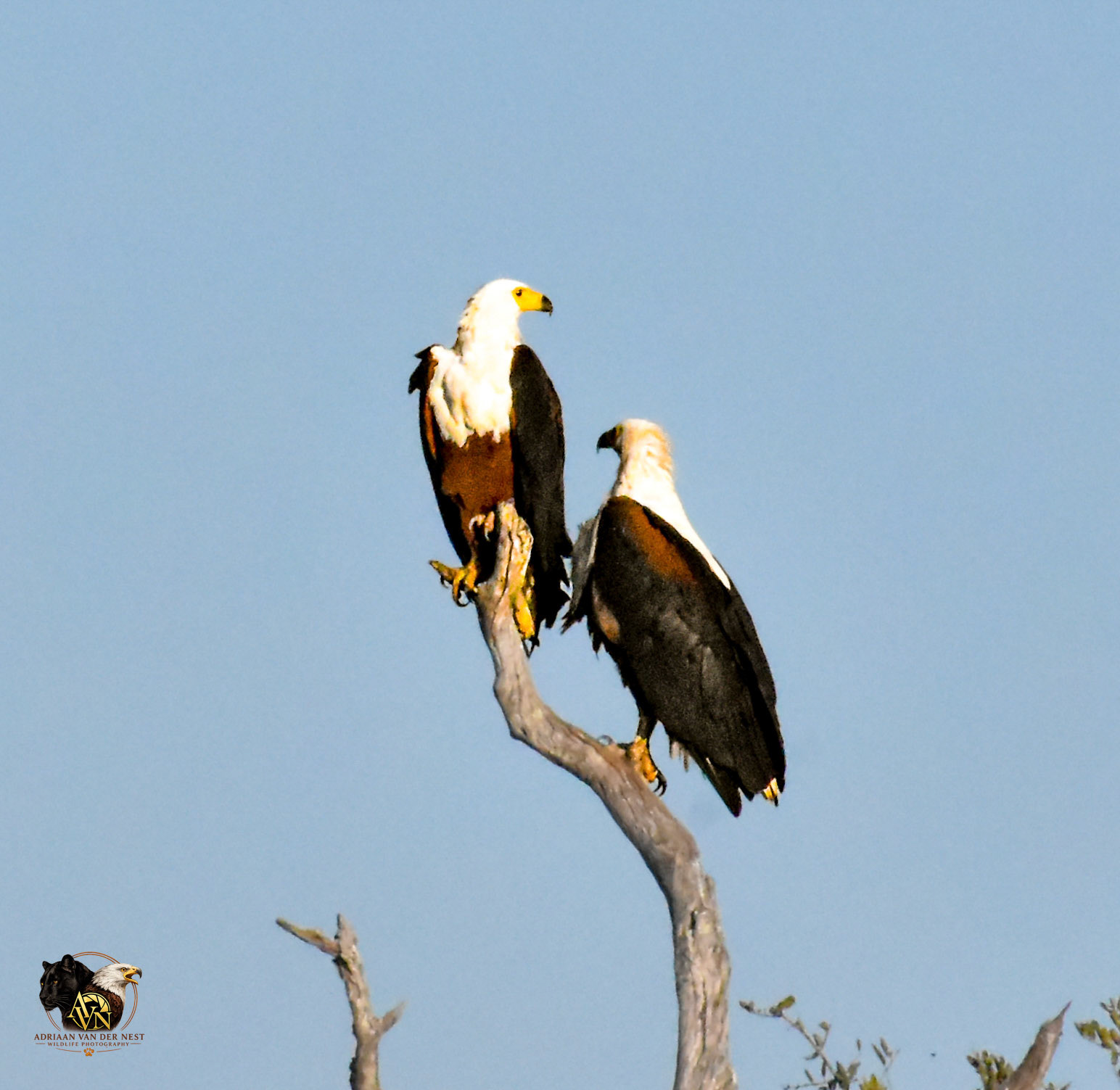 African Fish Eagle