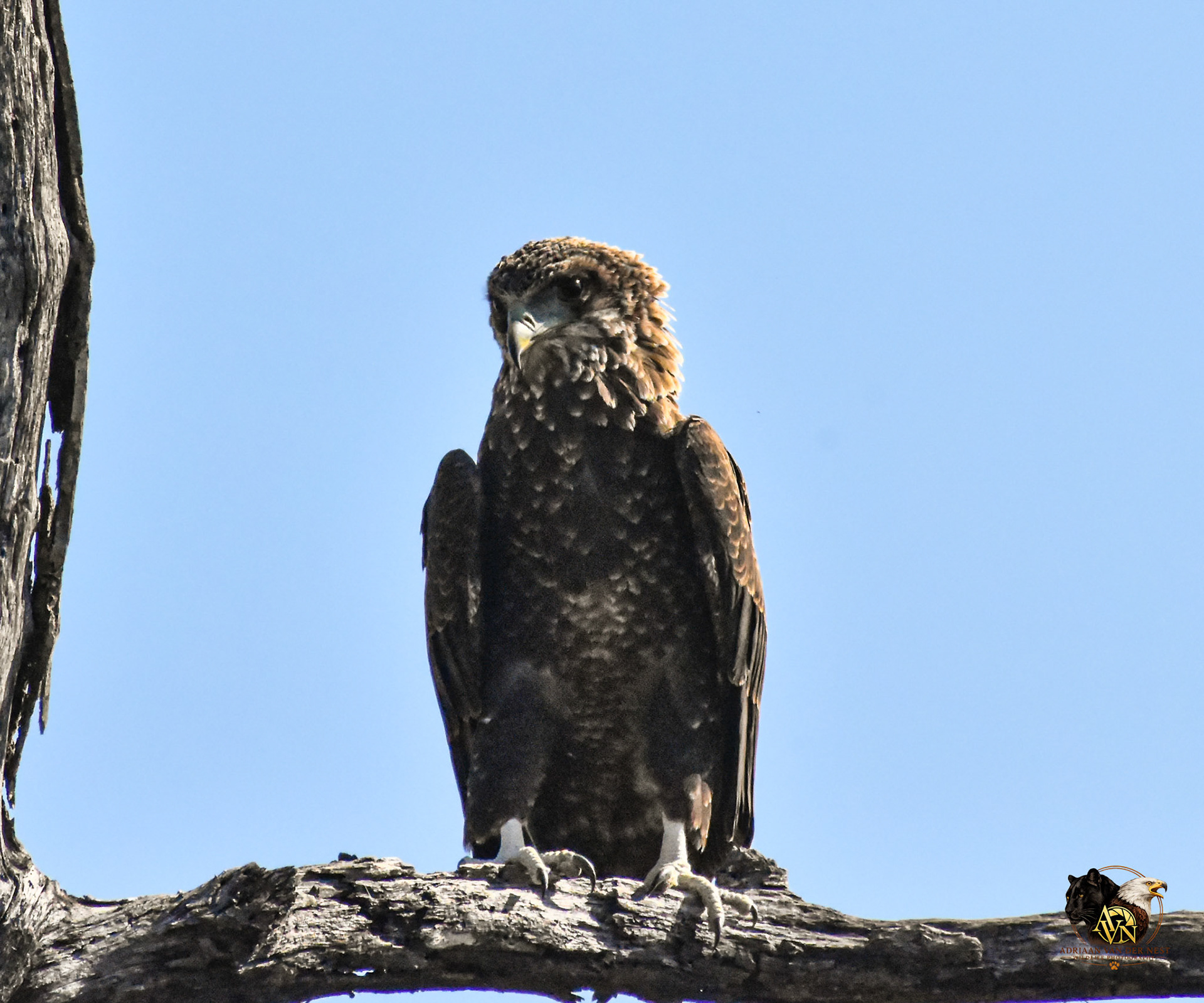 Juvenile Bateleur Eagle
