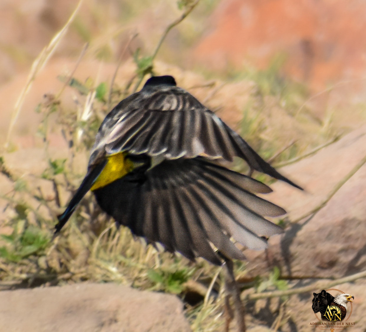 Cape BulBul/Bottergat voël