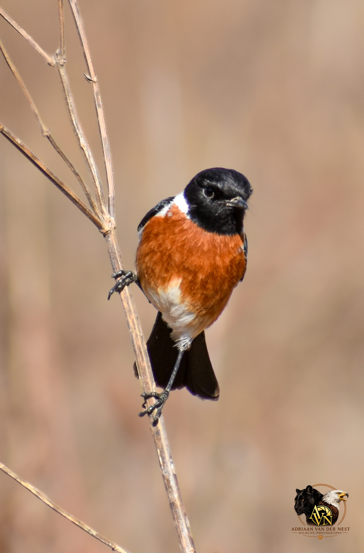 African Stonechat/Gewone Bontrokkie