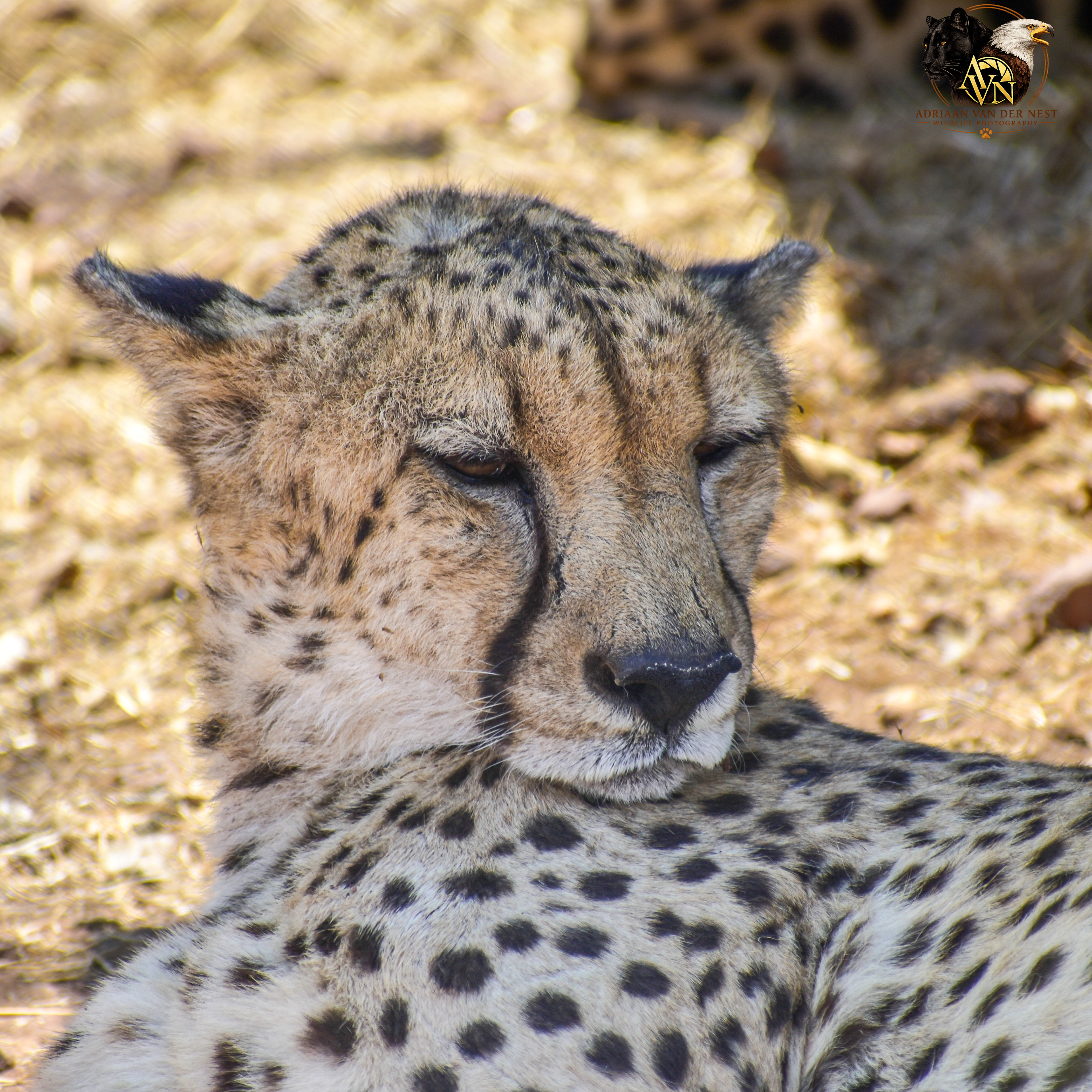 Cheetah