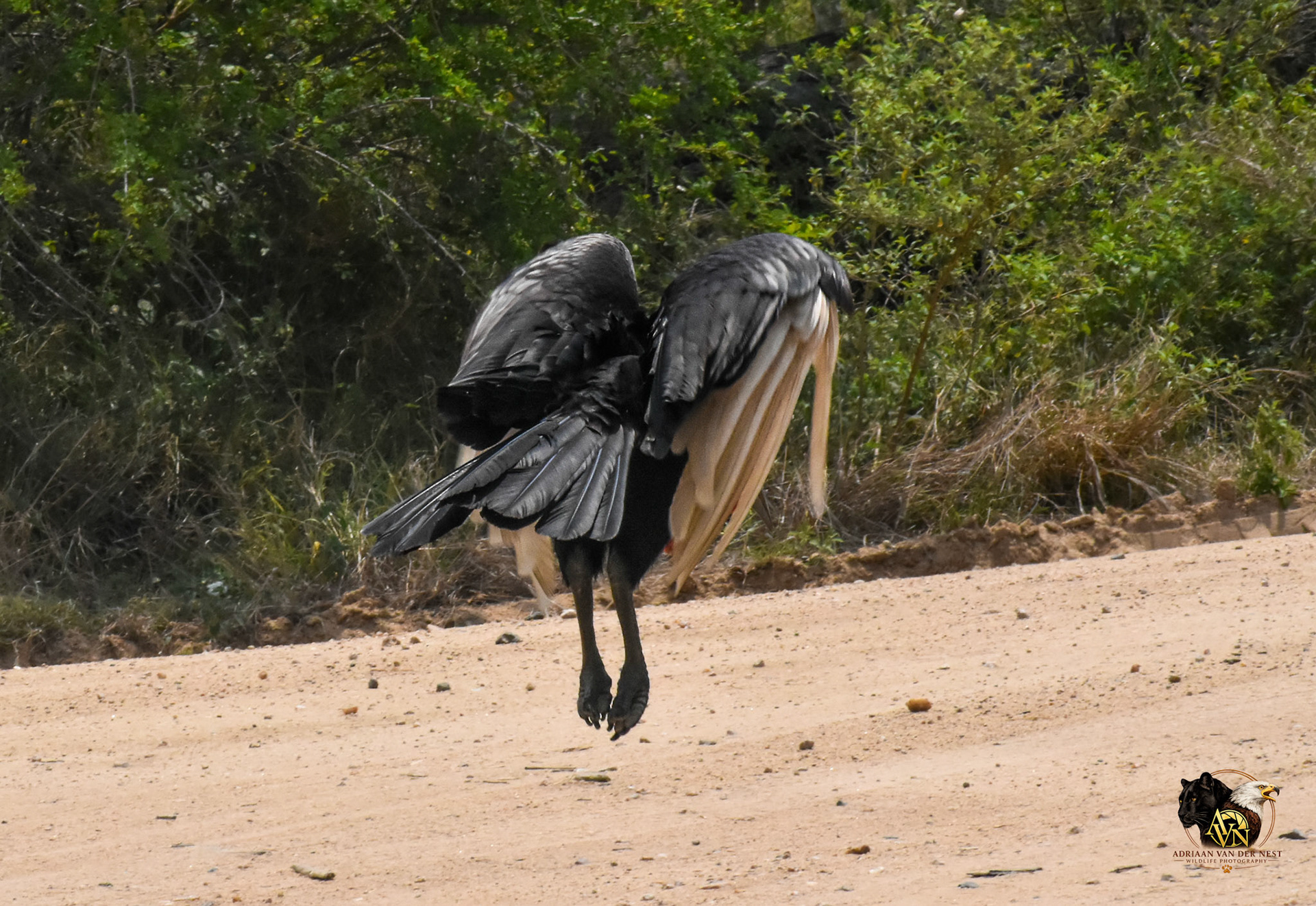 Southern Ground Hornbill