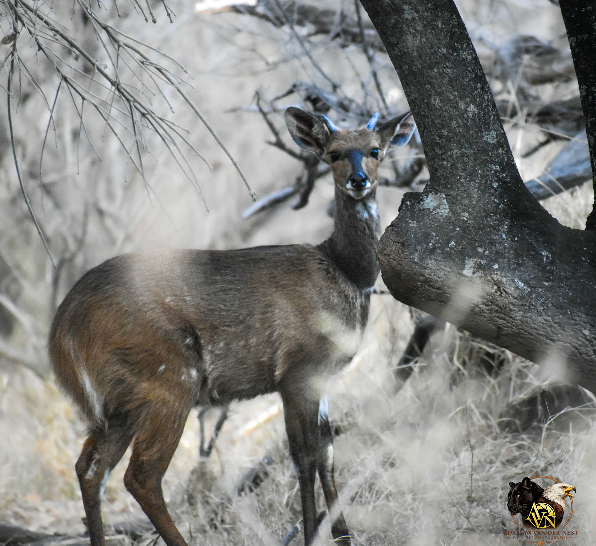 Bushbuck/Bosbok