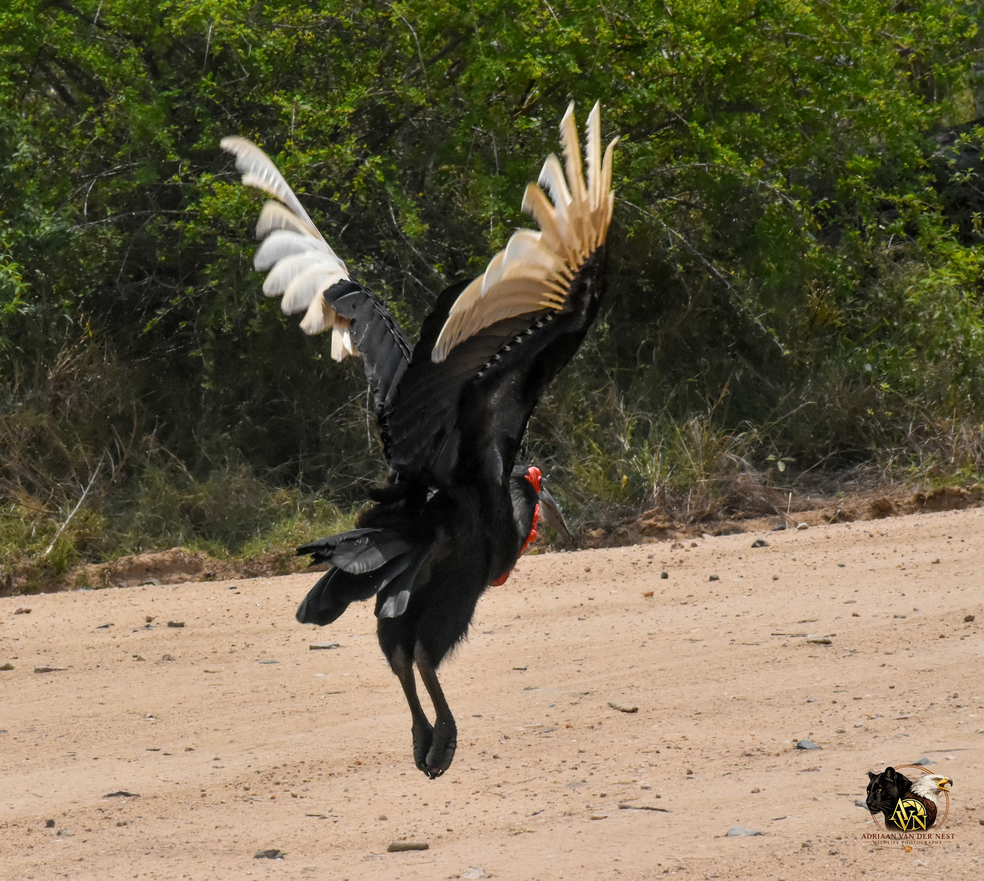 Southern Ground Hornbill