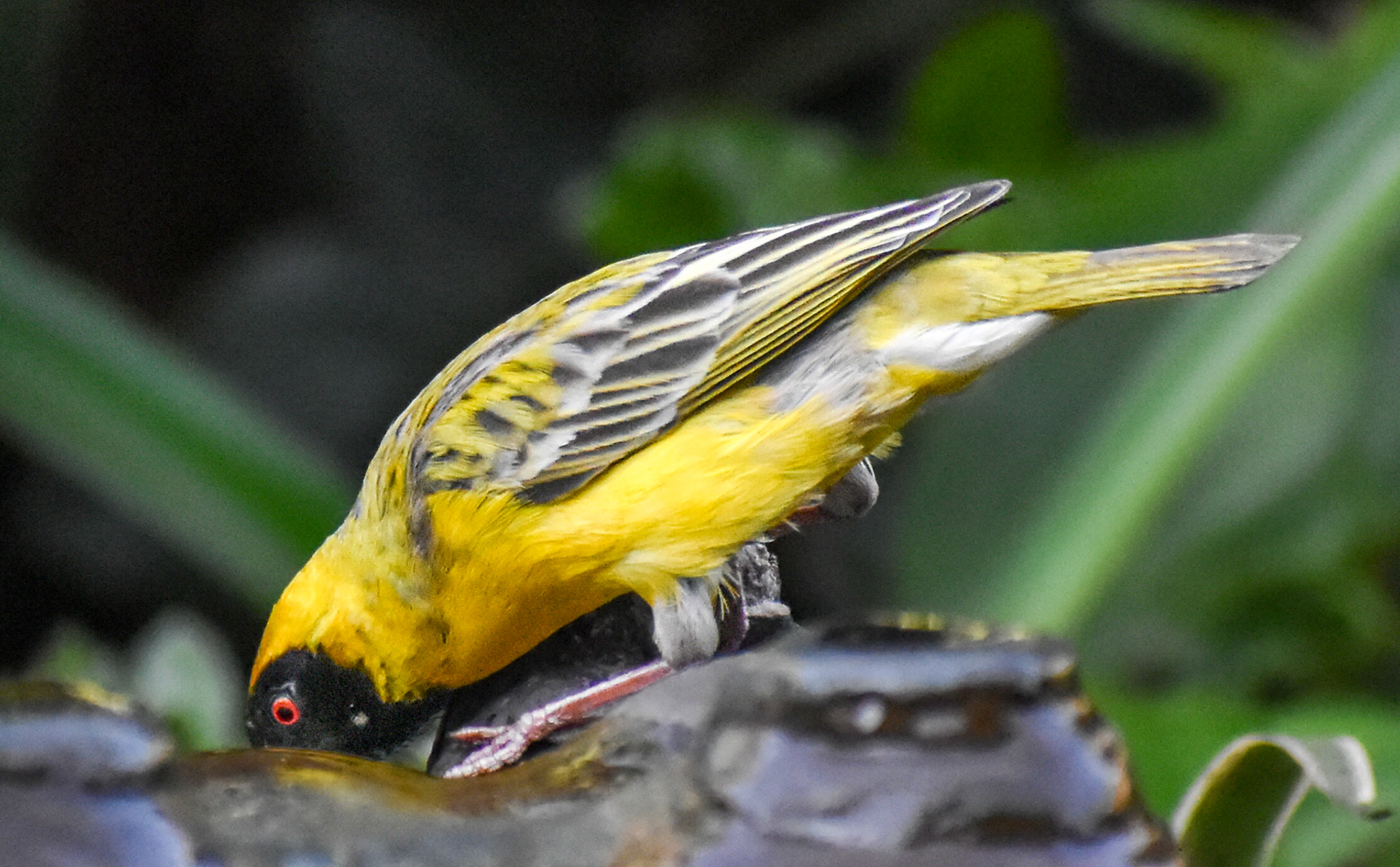 Southern Masked Weaver/Swartkeel Geelvink
