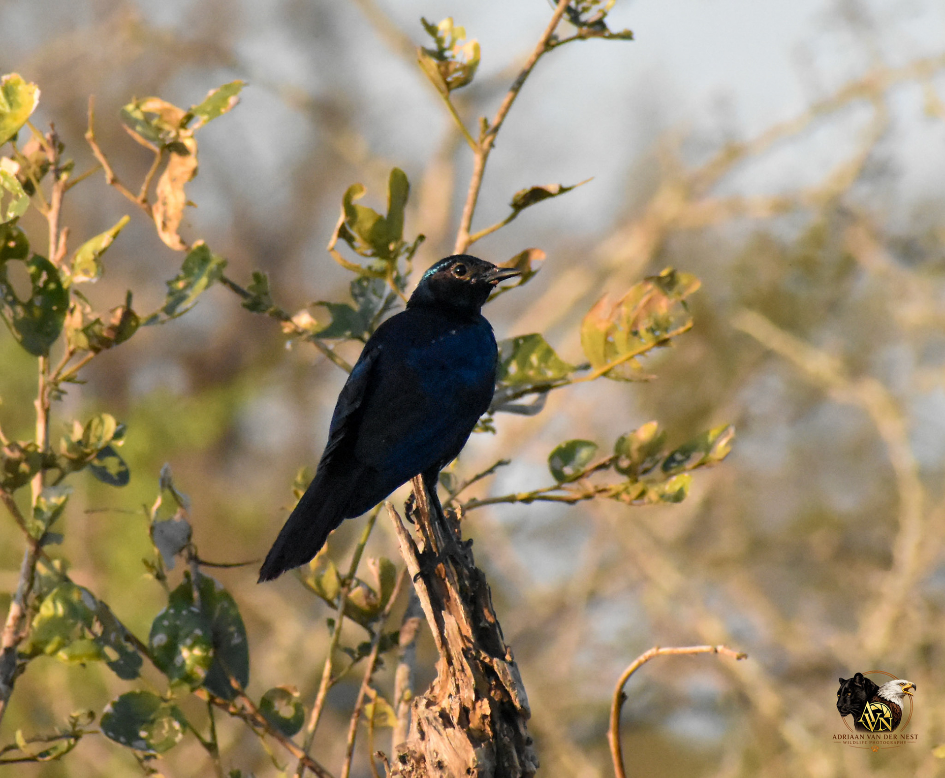 Burchells Starling