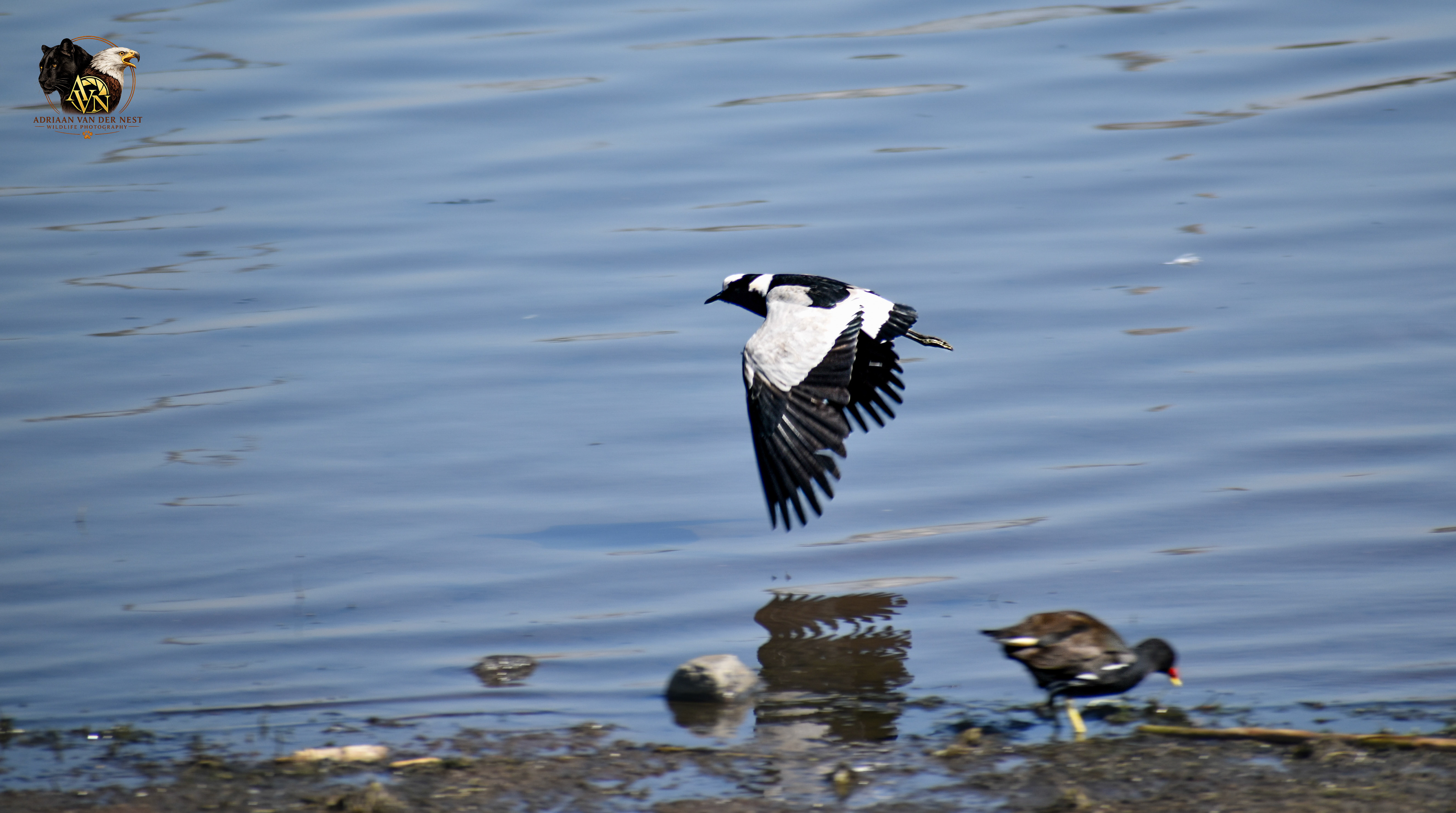 Blacksmith Lapwing/Bont Kiewiet