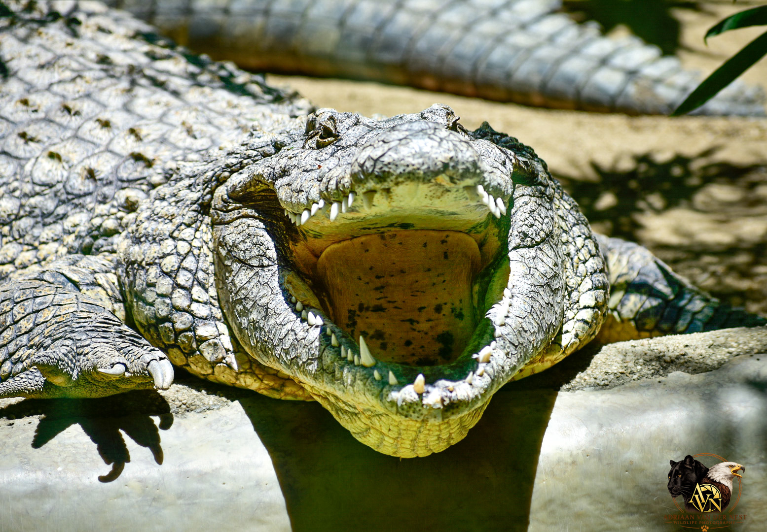 Crocodile/Krokodil
