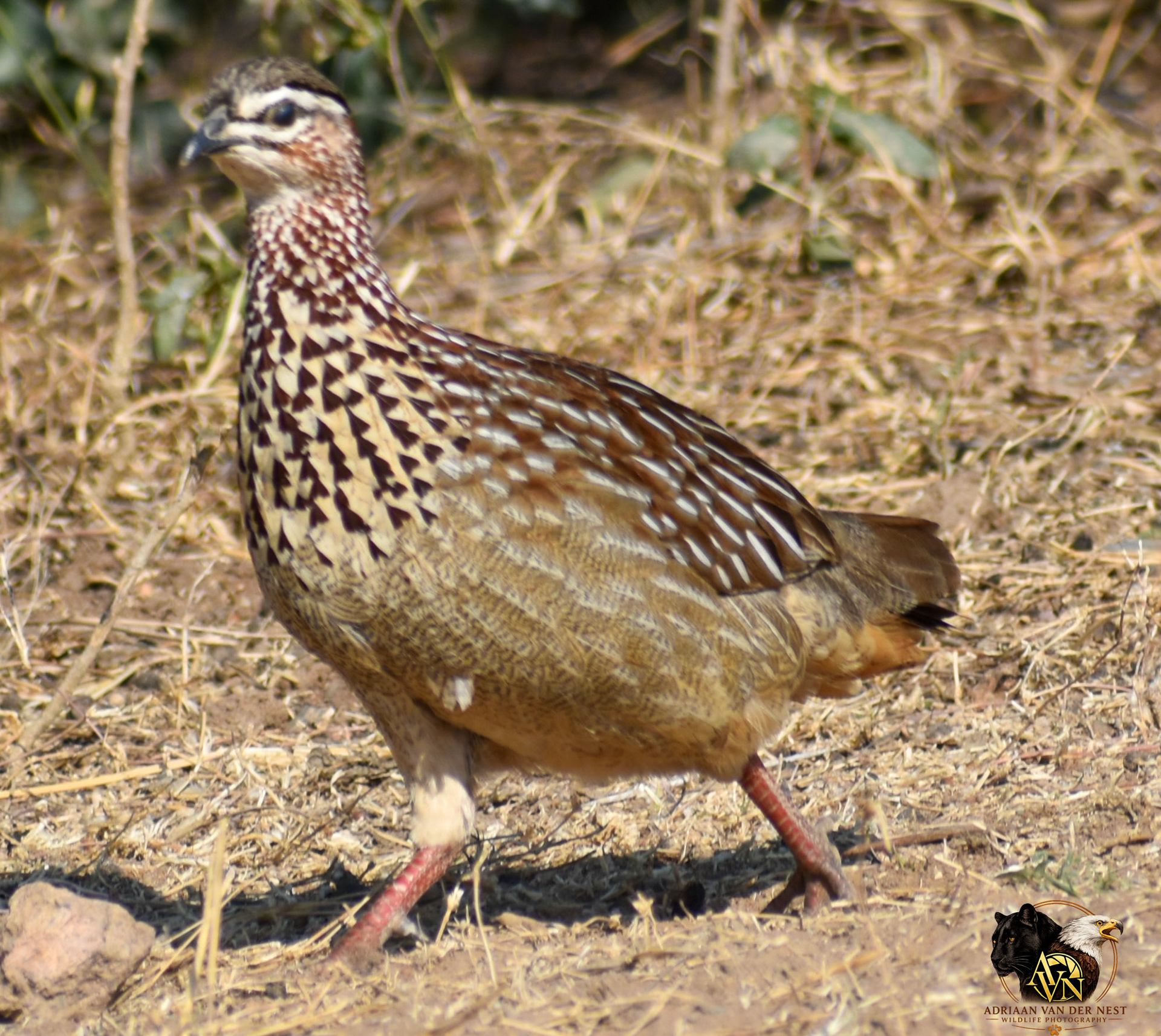 Crested Francolin/Bos Patrys