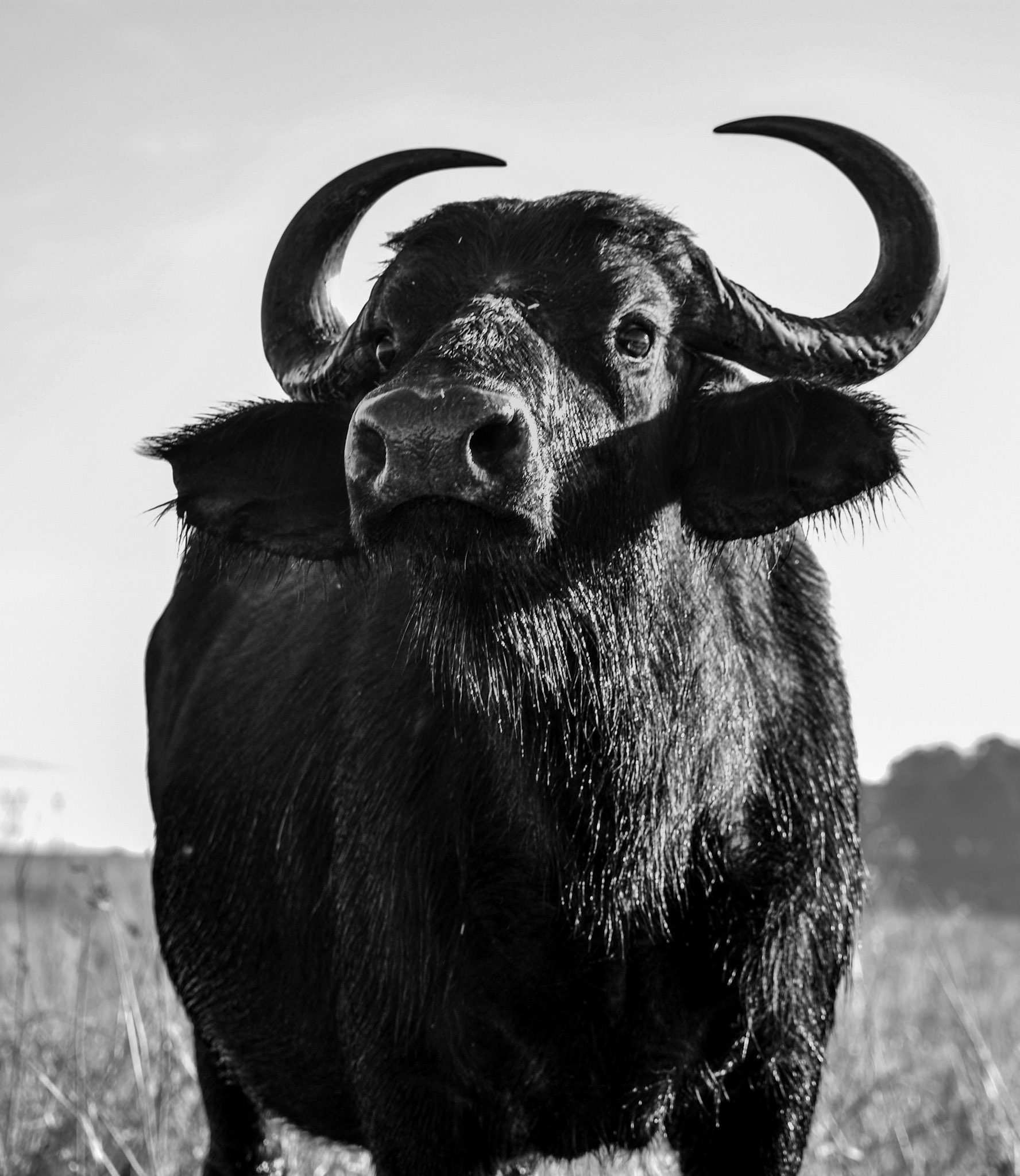Buffalo