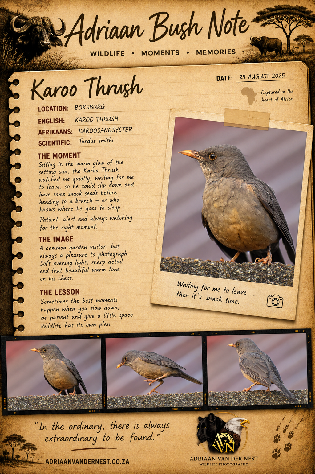 Karoo Thush